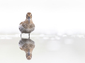 common birds