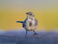 common birds