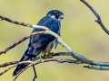 WP birds