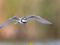common birds