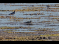 rare birds