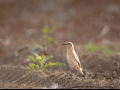 rare birds