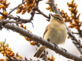 WP birds