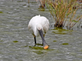 uncommon birds