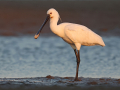 uncommon birds