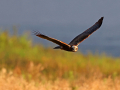 common birds