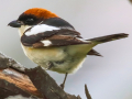 rare birds