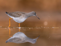 common birds