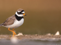 common birds