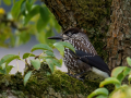 uncommon birds