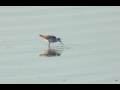 rare birds