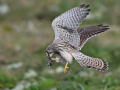 common birds