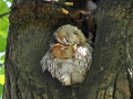 uncommon birds