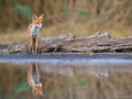 common mammals