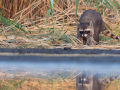 uncommon mammals