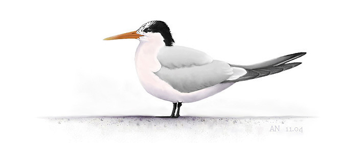 Schmuckseeschwalbe (Elegant Tern), 
© A. Noeske